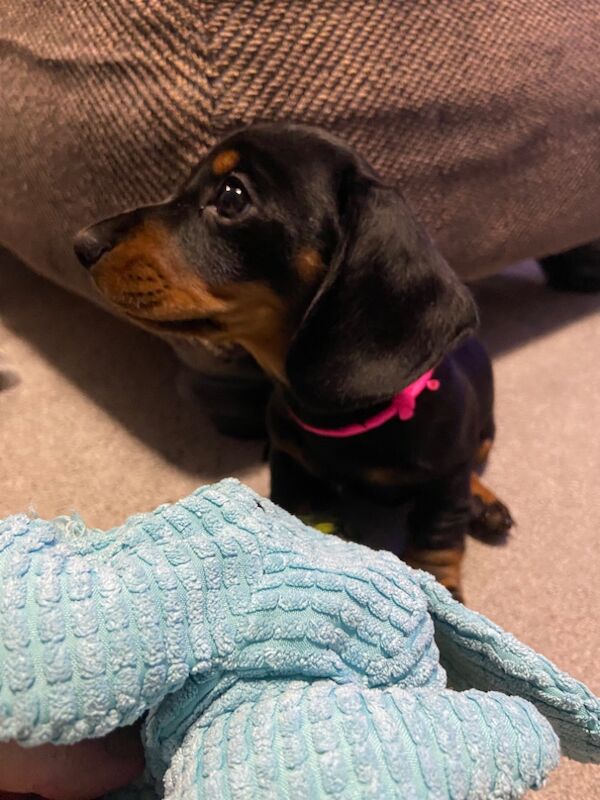SOLD SOLD SOLD Miniature Dachshund Smooth Black & Tan Girl for sale in Upwell, Norfolk - Image 5