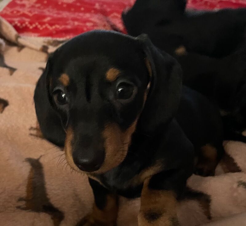 Dachshund puppies for sale in Perth and Kinross – KC registered, 10 weeks old - Image 3 of 8