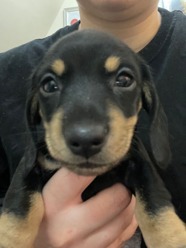 Dachshund puppies for sale in Perth and Kinross – KC registered, 10 weeks old - Image 4 of 8