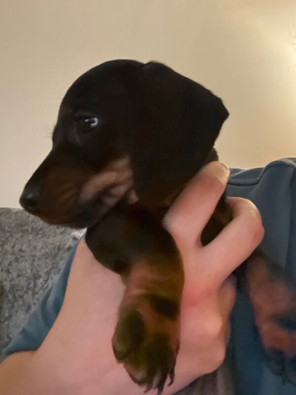 Dachshund puppies for sale in Perth and Kinross – KC registered, 10 weeks old - Image 5 of 8