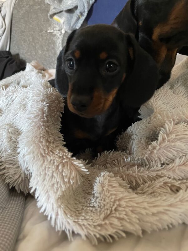 Dachshund puppies for sale in Perth and Kinross – KC registered, 10 weeks old - Image 6 of 8
