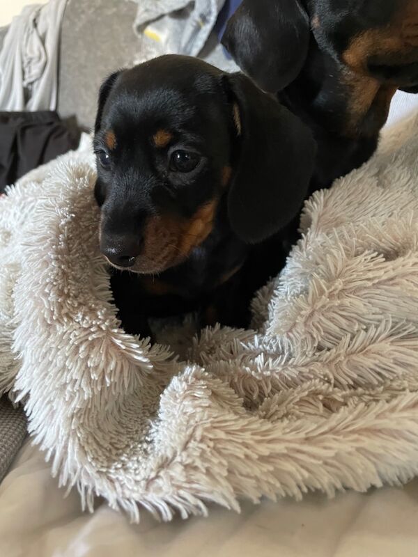 Dachshund puppies for sale in Perth and Kinross – KC registered, 10 weeks old - Image 7 of 8