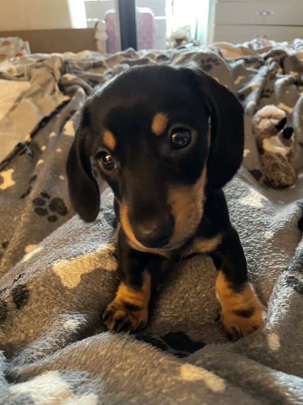 Dachshund puppies for sale in Perth and Kinross – KC registered, 10 weeks old - Image 8 of 8