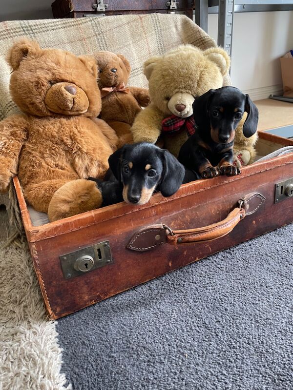 Dachshund puppies for sale in Perth, Perth and Kinross – KC registered, 10 weeks old