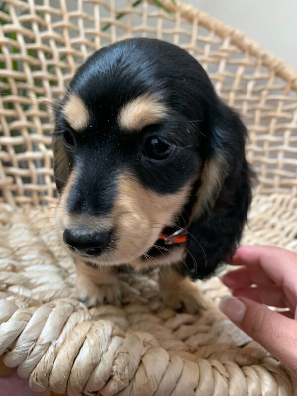 ****ready now**** long haired miniature dachshunds for sale in Southampton, Hampshire