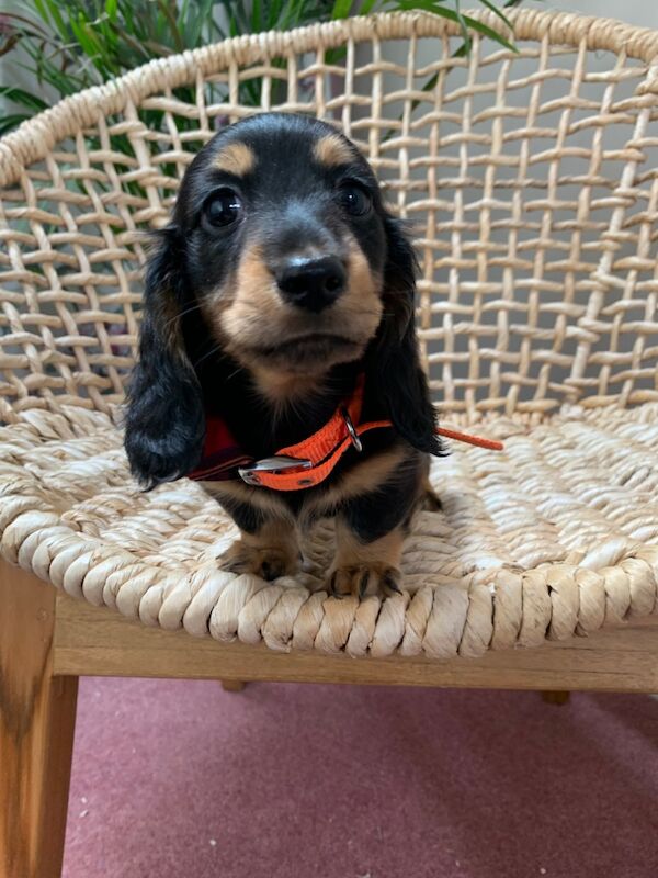 ****ready now**** long haired miniature dachshunds for sale in Southampton, Hampshire