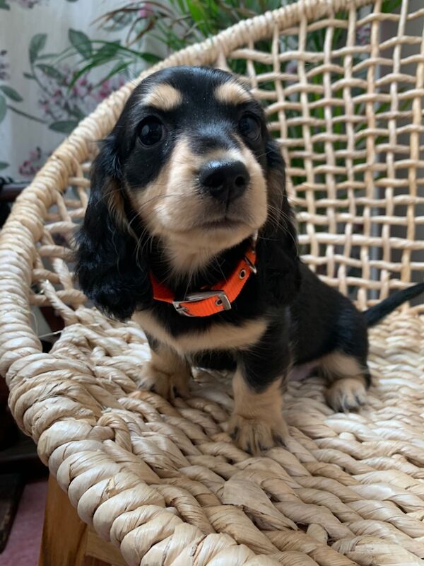 ****ready now**** long haired miniature dachshunds for sale in Southampton, Hampshire | Image 4