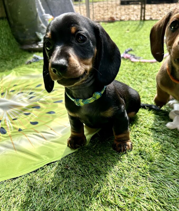 READY NOW Miniature Dachshund Puppies KC Reg for sale in Upwell, Norfolk