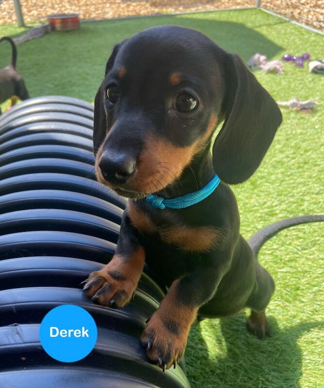 Dachshund puppies for sale in Upwell, Norfolk – KC registered, 8 weeks old