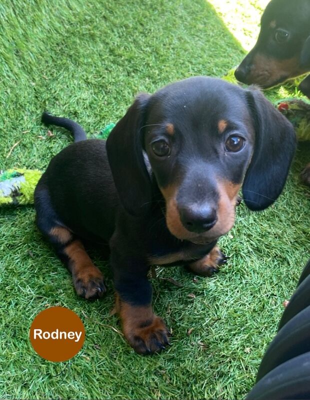 Dachshund puppies for sale in Upwell, Norfolk – KC registered, 8 weeks old - Image 2 of 6