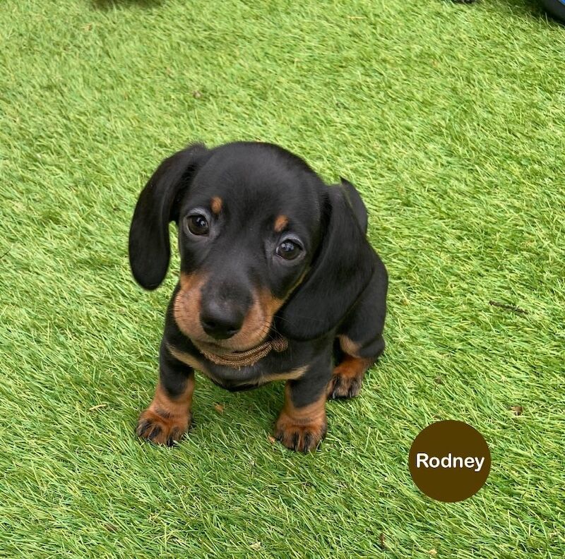 Dachshund puppies for sale in Upwell, Norfolk – KC registered, 8 weeks old - Image 3 of 6
