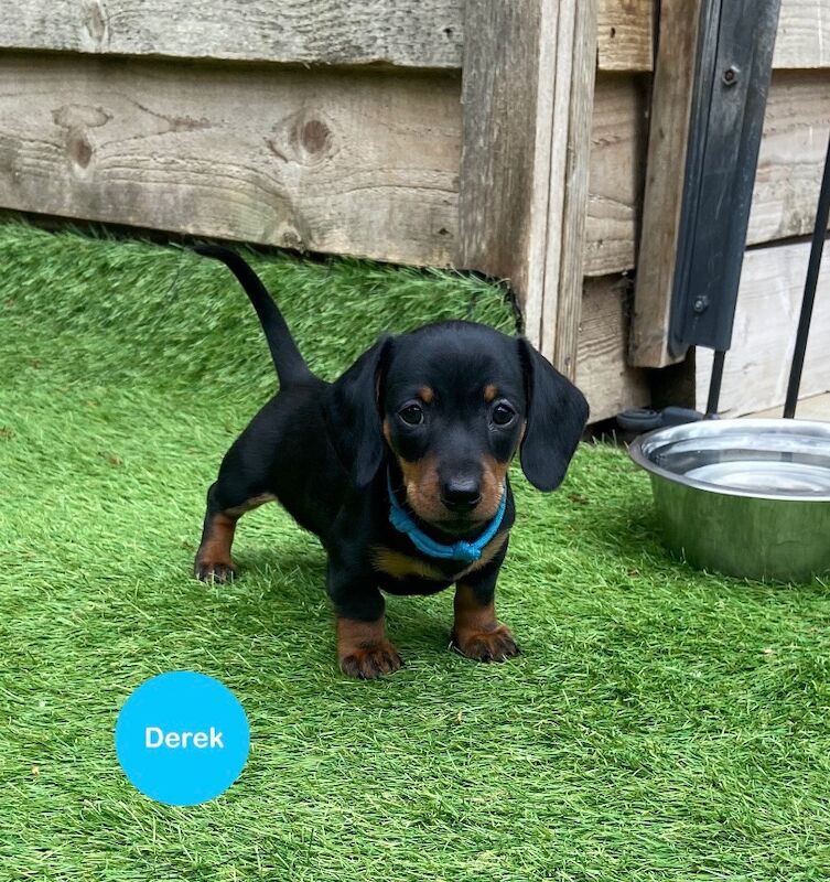 Dachshund puppies for sale in Upwell, Norfolk – KC registered, 8 weeks old - Image 4 of 6