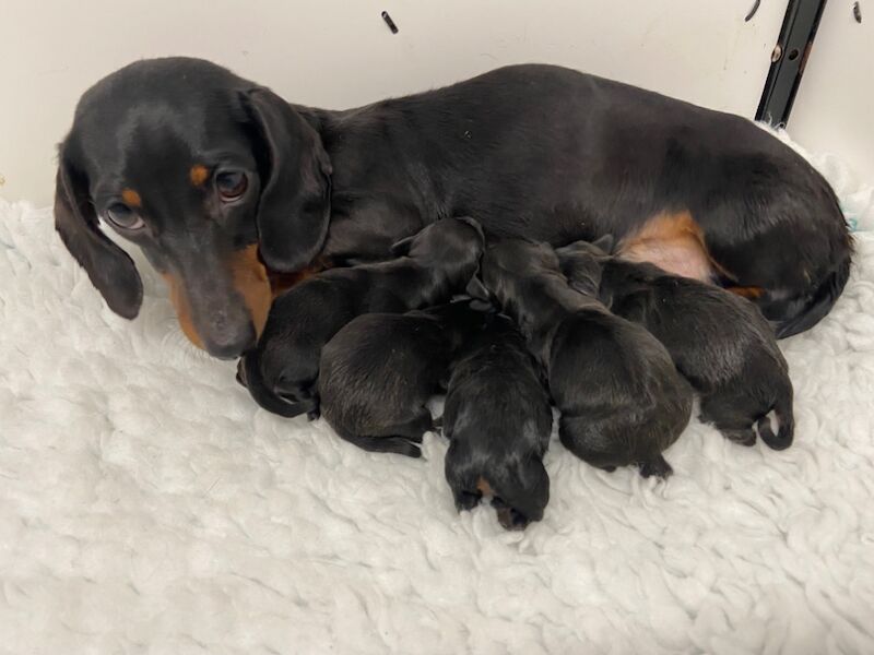 Dachshund puppies for sale in Upwell, Norfolk – KC registered, 8 weeks old - Image 5 of 6