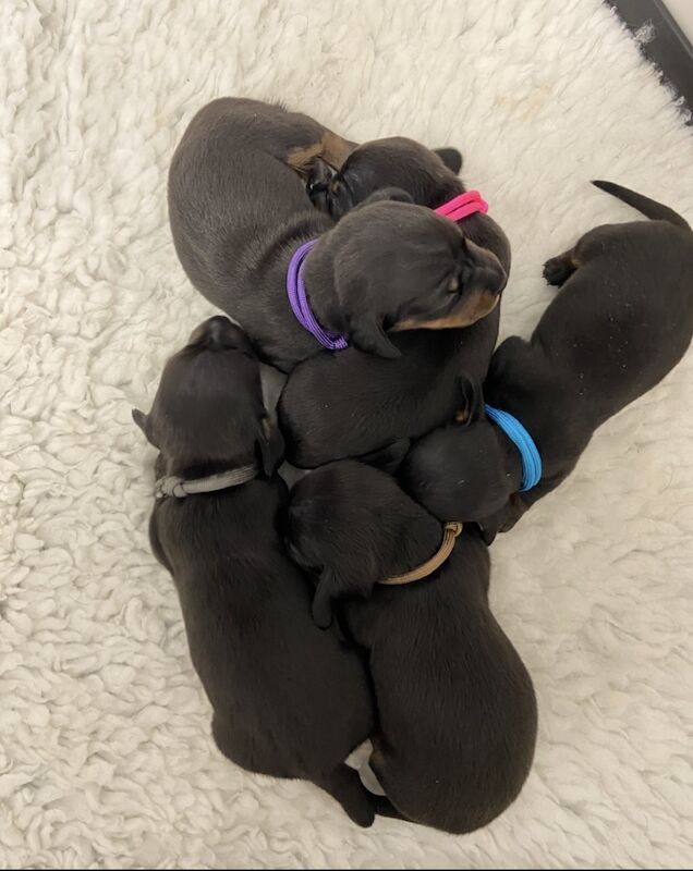 Dachshund puppies for sale in Upwell, Norfolk – KC registered, 8 weeks old - Image 6 of 6