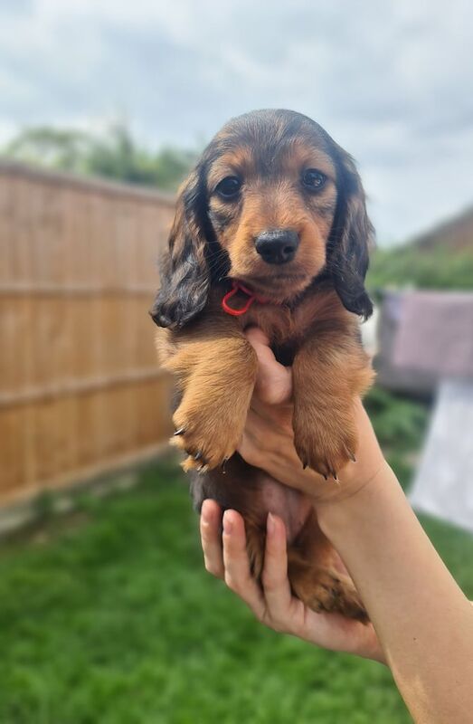 READY NOW.CHAMPION PEDIGREE KC MINIATURE LONGHAIRED for sale in Kirton in Lindsey, Lincolnshire | Image 2