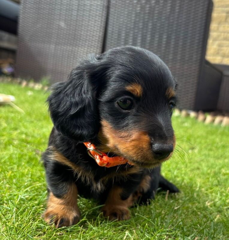 Dachshund puppies for sale in Witney, Oxfordshire – KC registered, 9 weeks old - Image 13 of 13