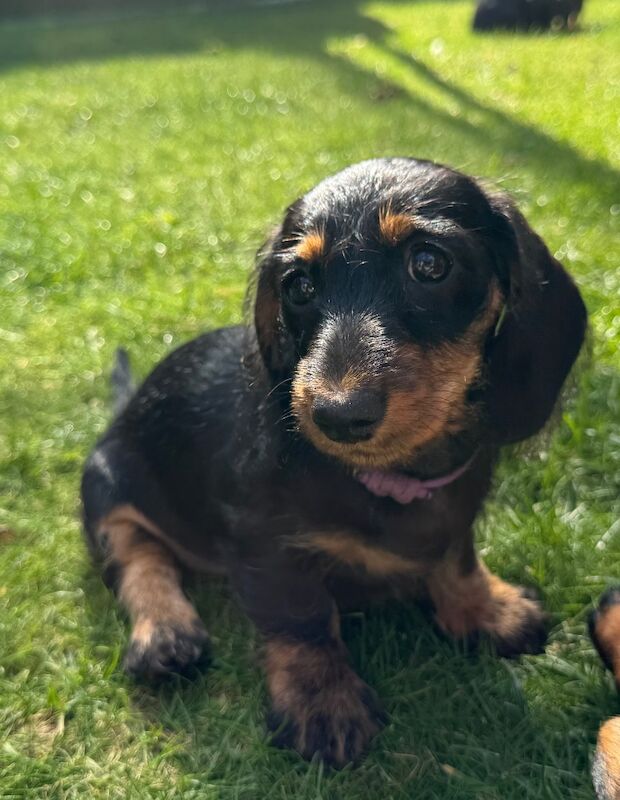 Dachshund puppies for sale in Witney, Oxfordshire – 10 weeks old - Image 12 of 15