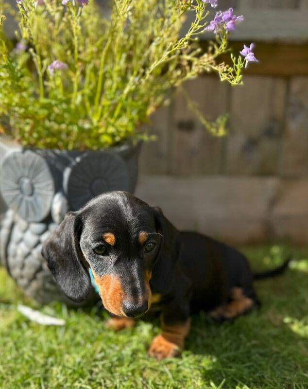 Dachshund puppies for sale in Witney, Oxfordshire – 10 weeks old - Image 13 of 15