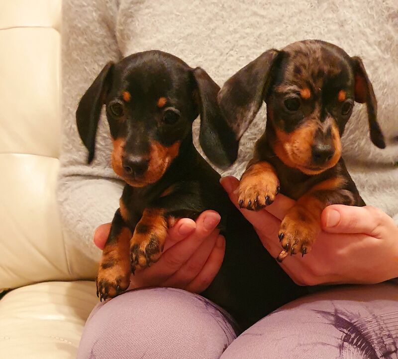 READY TO GO Miniature dachshund for sale in Ipswich, Suffolk - Image 1