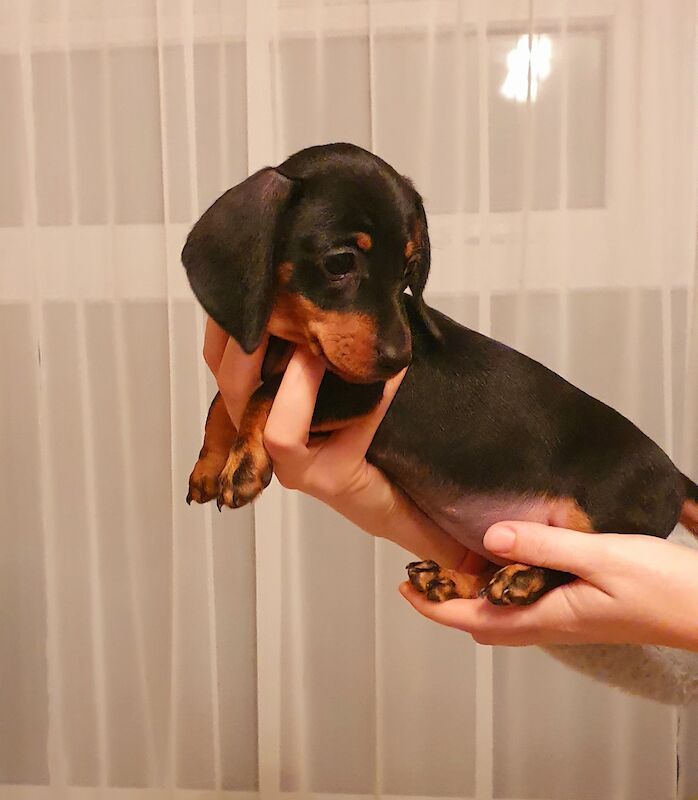 READY TO GO Miniature dachshund for sale in Ipswich, Suffolk - Image 2