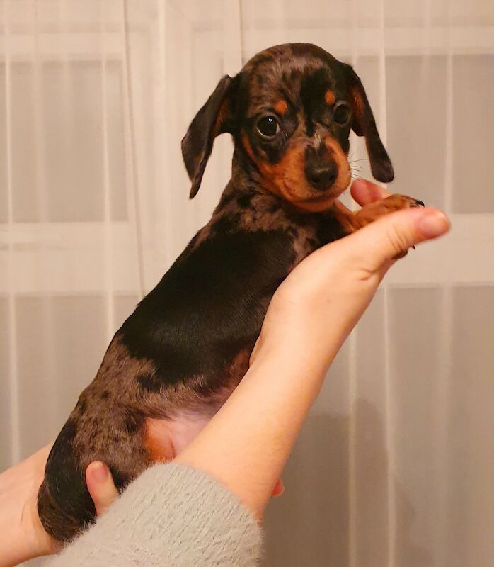 READY TO GO Miniature dachshund for sale in Ipswich, Suffolk - Image 3