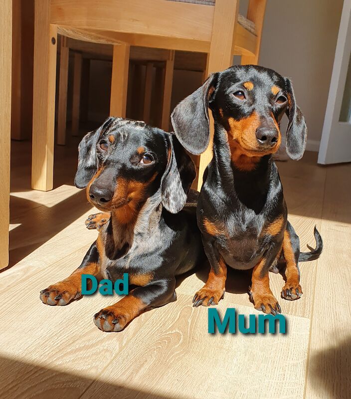 READY TO GO Miniature dachshund for sale in Ipswich, Suffolk | Image 4