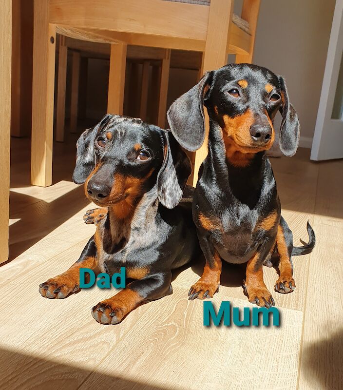 READY TO GO Miniature dachshund for sale in Ipswich, Suffolk - Image 4