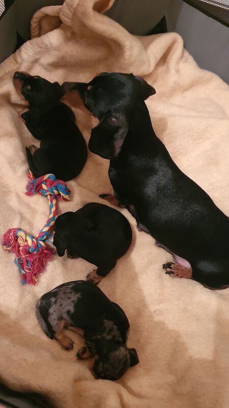 Dachshund puppies for sale in Ipswich, Suffolk – 1 year old - Image 5 of 5