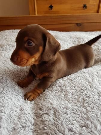 READY TO GO. Miniature dachshund chocolate and tan for sale in Llanybydder, Carmarthenshire