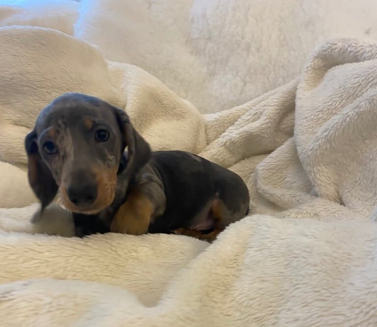 Dachshund puppies for sale in Swanley, Kent – 10 weeks old