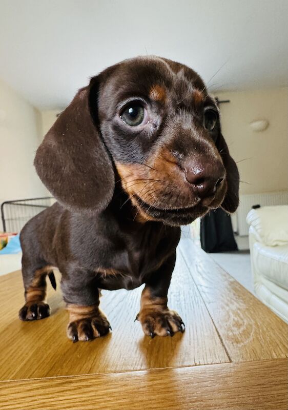 *One female left*KC registered miniature dachshund puppies for sale in Faringdon, Oxfordshire