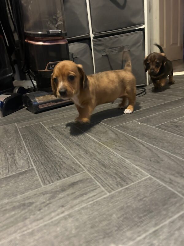 Dachshund puppies for sale in Chester-le-Street, Durham – 6 weeks old - Image 3 of 5