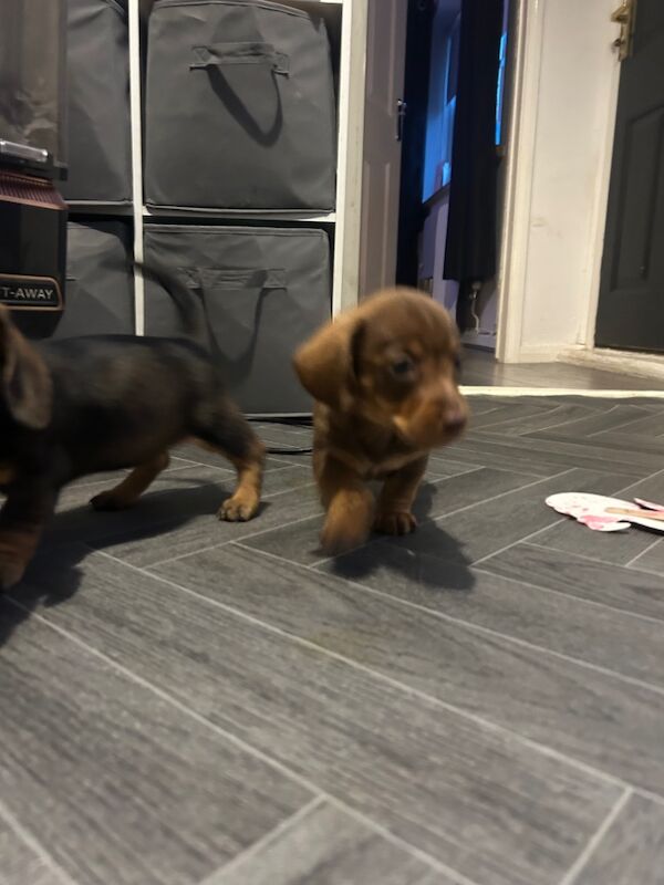 Dachshund puppies for sale in Chester-le-Street, Durham – 6 weeks old - Image 4 of 5