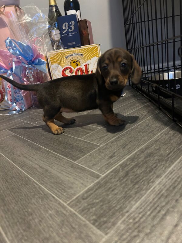 Dachshund puppies for sale in Chester-le-Street, Durham – 6 weeks old - Image 5 of 5