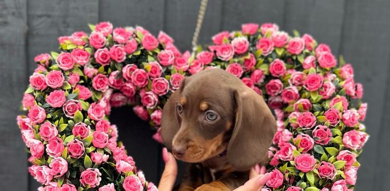 READY TO LEAVE NOW - Gorgeous KC Registered Miniature Dachshund Puppies for sale in Romford, Greater London