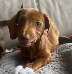 Red dapple miniature dachshund KC registered ££850 for sale in Cleckheaton, West Yorkshire