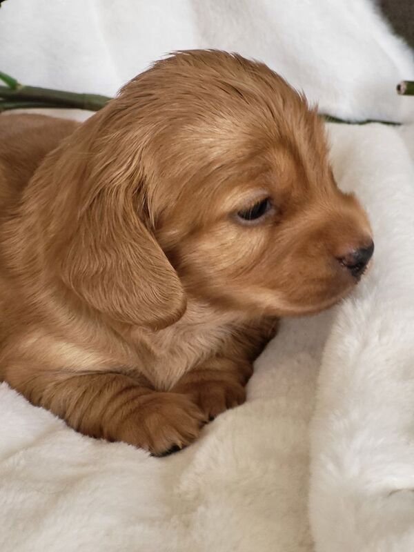 Dachshund puppies for sale in Gainsborough, Lincolnshire – 4 weeks old