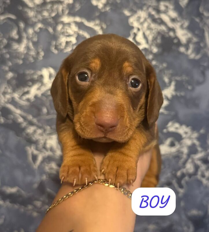 Dachshund puppies for sale in Liverpool, Merseyside – KC registered, 3 weeks old