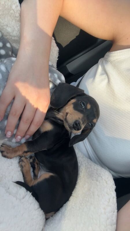 REHOMING miniature dachshund for sale in Northfield, West Midlands