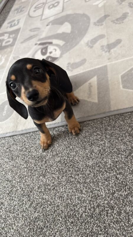 REHOMING miniature dachshund for sale in Northfield, West Midlands | Image 2