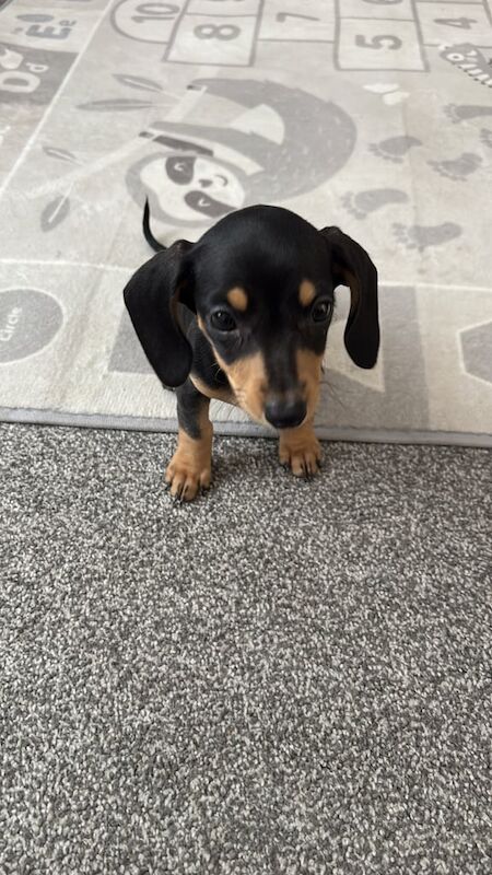 REHOMING miniature dachshund for sale in Northfield, West Midlands | Image 3