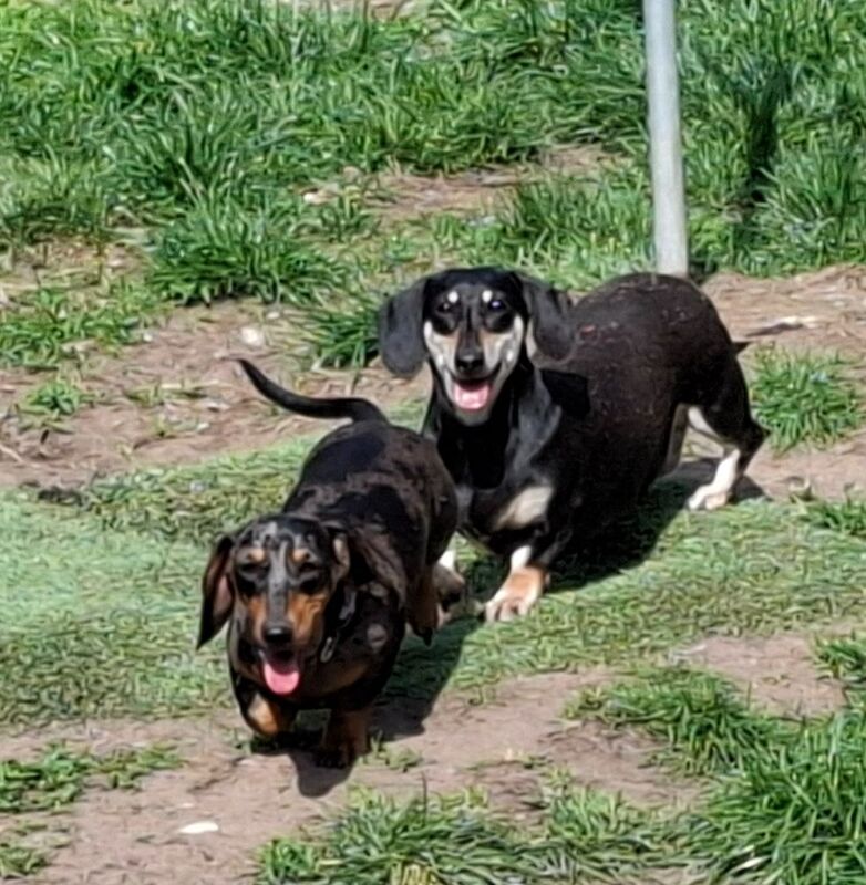 Dachshund puppies for sale in Telford, Shropshire – KC registered, 1 year old - Image 4 of 12