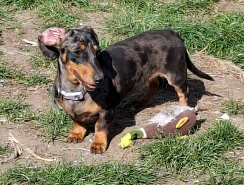 Dachshund puppies for sale in Telford, Shropshire – KC registered, 1 year old - Image 5 of 12