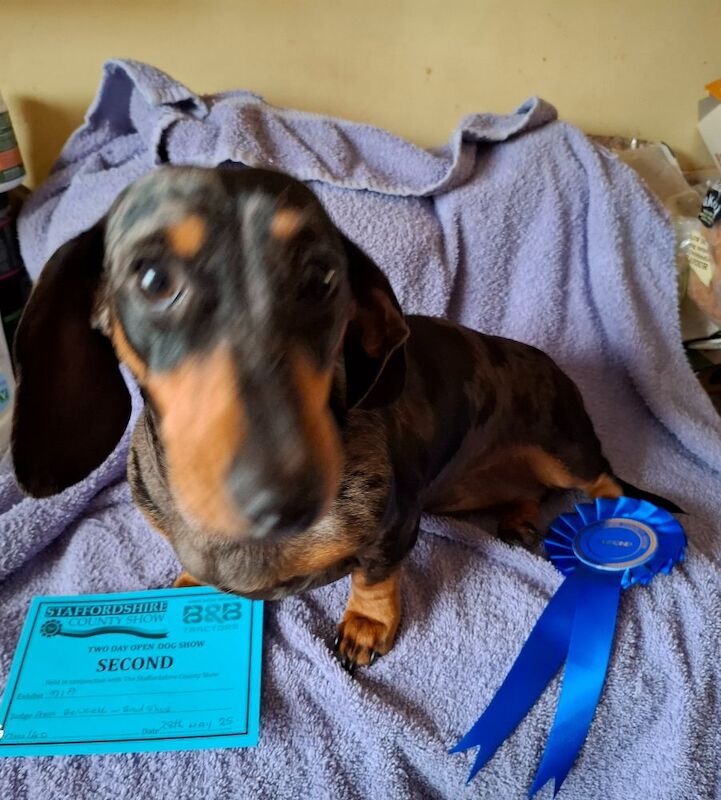 Dachshund puppies for sale in Telford, Shropshire – KC registered, 1 year old - Image 6 of 12