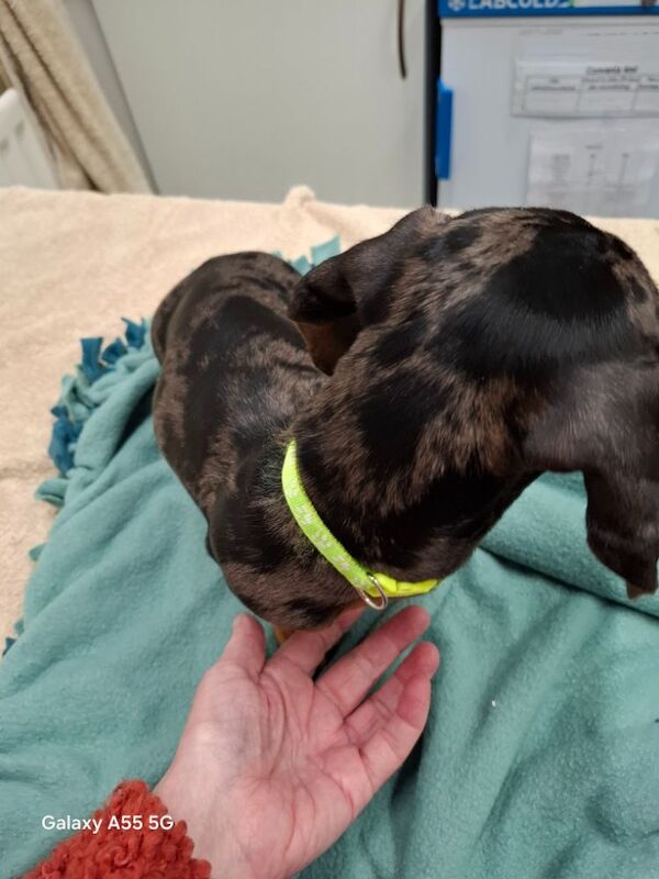 Dachshund puppies for sale in Telford, Shropshire – KC registered, 1 year old - Image 7 of 12