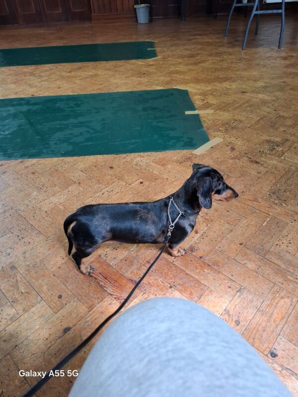 Dachshund puppies for sale in Telford, Shropshire – KC registered, 1 year old - Image 11 of 12