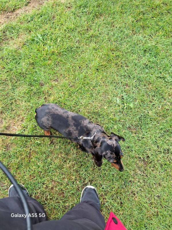 Dachshund puppies for sale in Telford, Shropshire – KC registered, 1 year old - Image 12 of 12