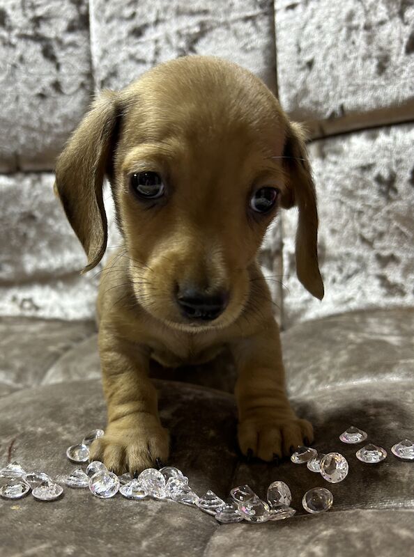 Shaded cream mini dachshund male for sale in Wisbech, Cambridgeshire - Image 1