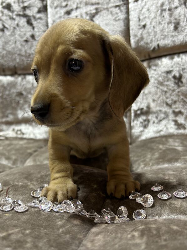 Shaded cream mini dachshund male for sale in Wisbech, Cambridgeshire - Image 2