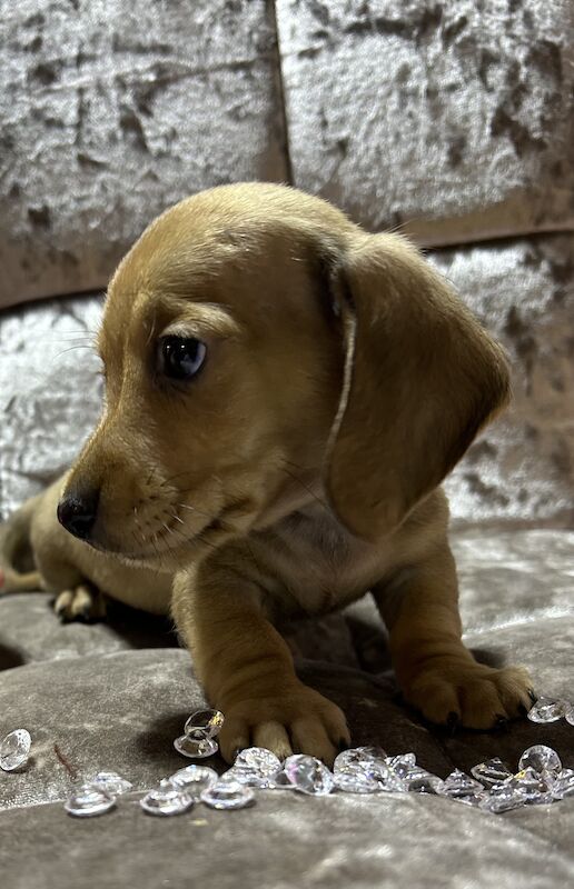 Shaded cream mini dachshund male for sale in Wisbech, Cambridgeshire - Image 4